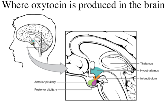 oxytocinBrain